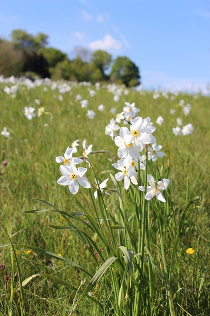 Narcisi in fiore